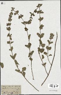 spécimen de Teucrium divaricatum