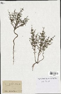 spécimen de Teucrium spinosum