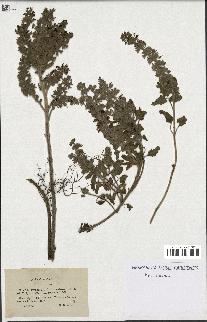 spécimen de Teucrium bracteatum