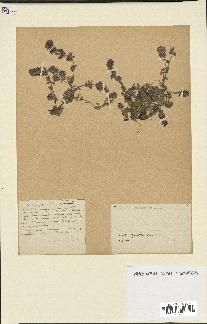 spécimen de Thymus serpyllum