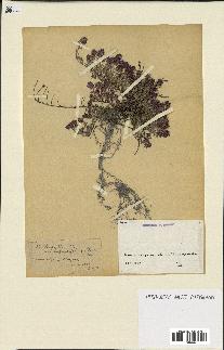 spécimen de Thymus serpyllum