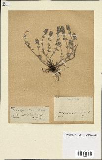 spécimen de Thymus serpyllum