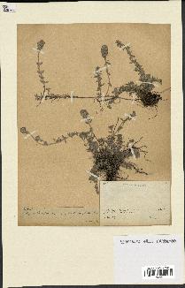 spécimen de Thymus serpyllum