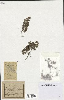 spécimen de Thymus serpyllum