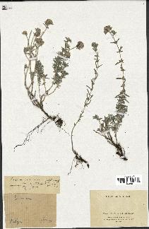 spécimen de Teucrium capitatum