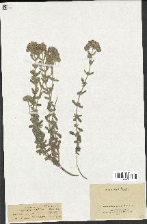 spécimen de Teucrium polium