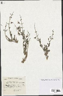 spécimen de Teucrium fruticans