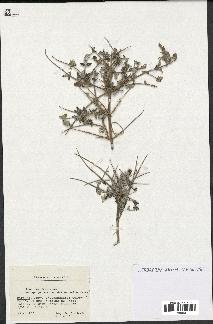 spécimen de Teucrium fruticans