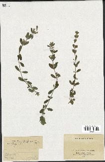 spécimen de Teucrium chamaedrys