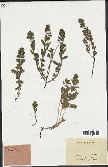 spécimen de Teucrium chamaedrys