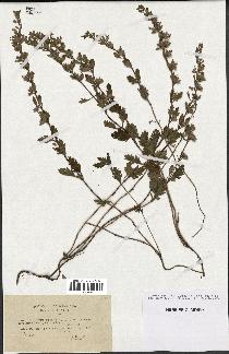 spécimen de Teucrium lucidum