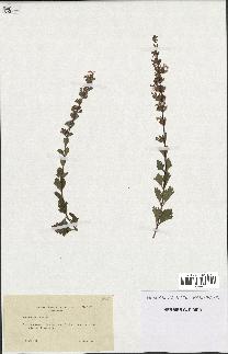 spécimen de Teucrium lucidum