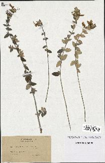 spécimen de Teucrium fruticans