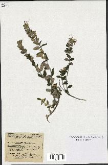 spécimen de Teucrium fruticans