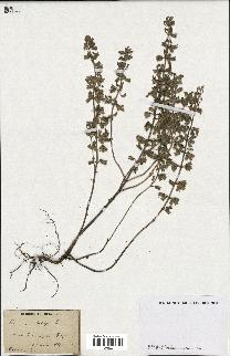 spécimen de Teucrium botrys