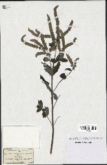 spécimen de Mentha sylvestris