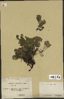 spécimen de Teucrium rotundifolium