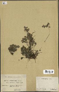 spécimen de Teucrium rotundifolium