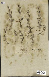 spécimen de Teucrium fruticans