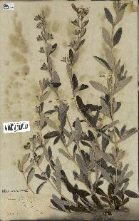 spécimen de Teucrium fruticans