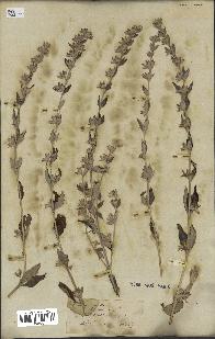 spécimen de Teucrium fruticans