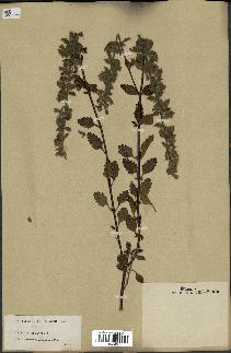 spécimen de Teucrium flavum