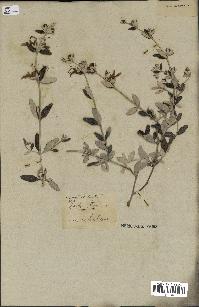 spécimen de Teucrium fruticans