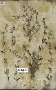 spécimen de Teucrium fruticans