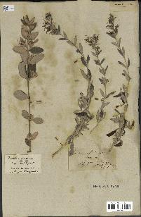 spécimen de Teucrium fruticans