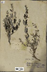 spécimen de Teucrium fruticans