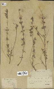 spécimen de Teucrium fruticans