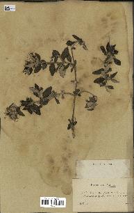 spécimen de Teucrium fruticans