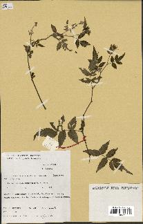 spécimen de Rubus rosifolius