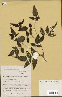 spécimen de Rubus rosifolius