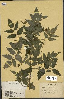 spécimen de Rubus rosifolius