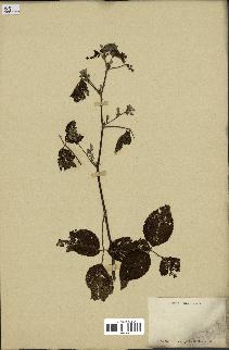 spécimen de Rubus sp.
