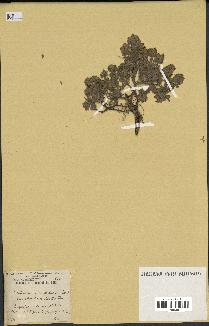 spécimen de Teucrium rotundifolium