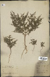 spécimen de Teucrium spinosum