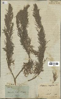 spécimen de Artemisia argentea