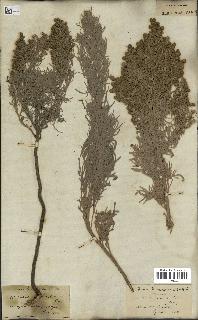 spécimen de Artemisia argentea