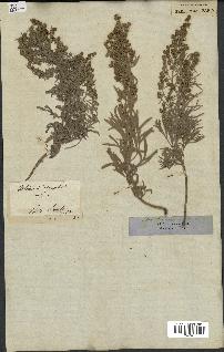 spécimen de Artemisia argentea