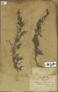 spécimen de Artemisia arborescens