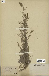 spécimen de Artemisia arborescens