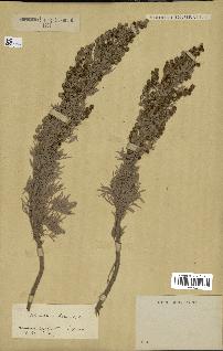 spécimen de Artemisia arborescens