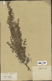 spécimen de Artemisia arborescens