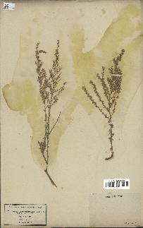 spécimen de Artemisia aragonensis