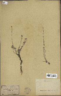 spécimen de Artemisia atlantica