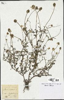 spécimen de Anthemis arvensis
