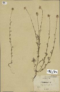 spécimen de Anthemis arvensis