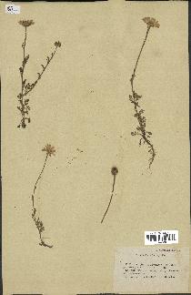 spécimen de Anthemis arvensis